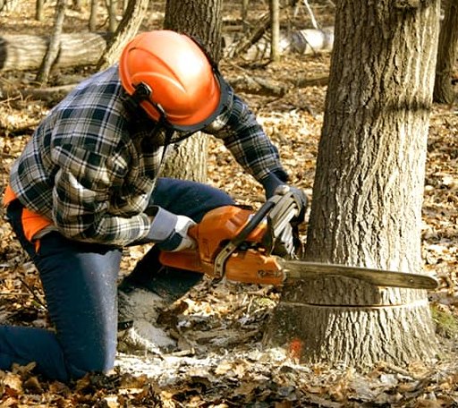 Tree Removal in Mounds, OK